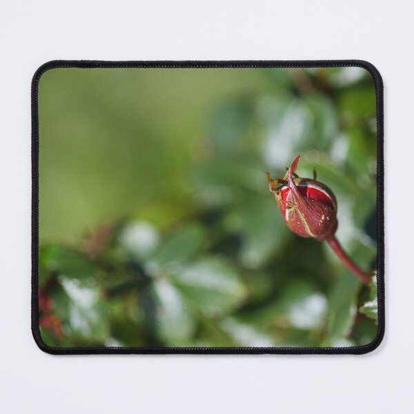 Item preview, A Rose Buds View designed and sold by Joy Watson - Natural Light Photography .
