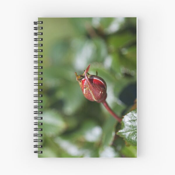 Item preview, A Rose Buds View designed and sold by Joy Watson - Natural Light Photography .