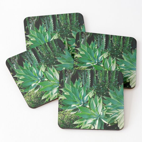 Item preview, Fox Tail Agave Attenuata | Modernist front garden | Succulent plant designed and sold by CarolinaReina.