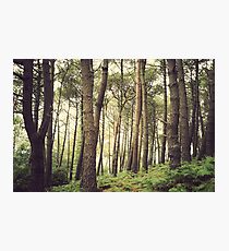 Pine forest Photographic Print