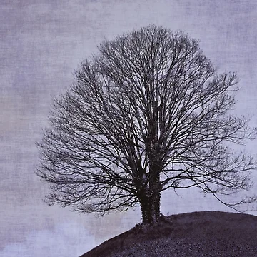 Artwork thumbnail, Tree by Anne Staub