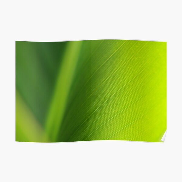 Banana Leaf Posters for Sale | Redbubble