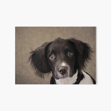 Artikel-Vorschau von Springer Spaniel, designt und verkauft von Anne Staub.