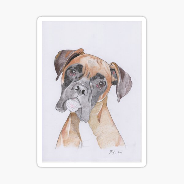 Boxer Pegatina