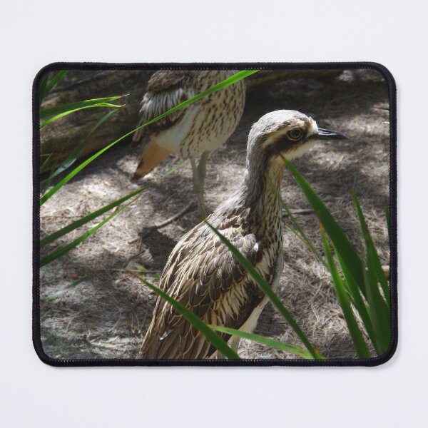 Item preview, Stone Curlews designed and sold by lezvee.