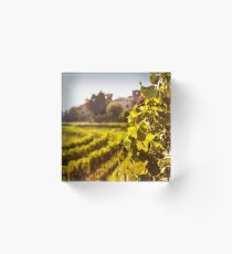 grapevine field in the italian countryside Acrylic Block