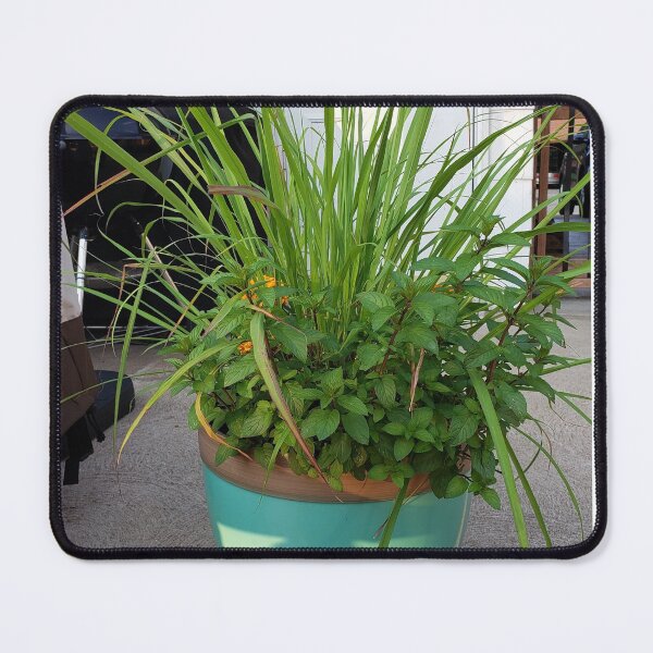 Item preview, Potted plants designed and sold by ThornsnBerry.