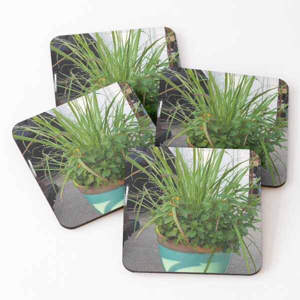 Item preview, Potted plants designed and sold by ThornsnBerry.