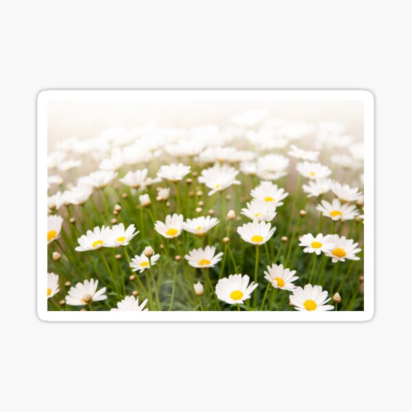 Item preview, White herb camomiles clump designed and sold by Arletta Cwalina.