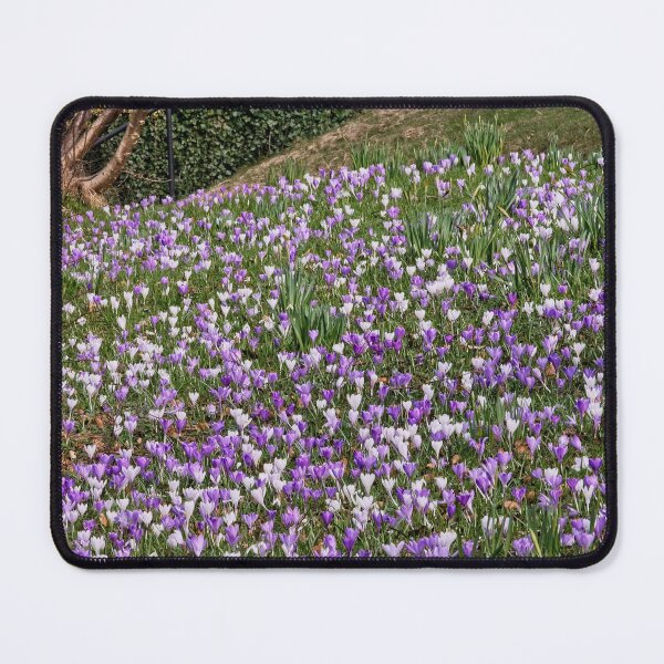 Item preview, Spring Crocus Flowers designed and sold by Martyn R Arnold Fine Art Nature & Landscape Photography.