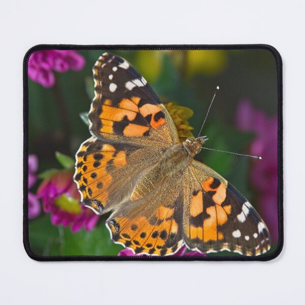 Item preview, Painted Lady Butterfly (Vanessa cardui) designed and sold by Martyn R Arnold Fine Art Nature & Landscape Photography.