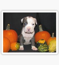 What Is Halloween ?? Sticker