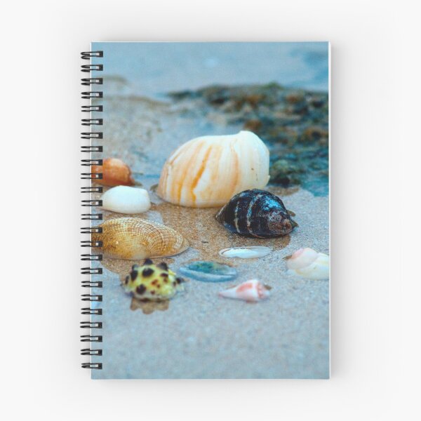 Item preview, Shells designed and sold by SA Butterfly.
