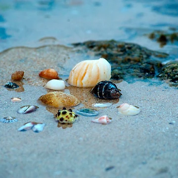 Artwork thumbnail, Shells by SA Butterfly