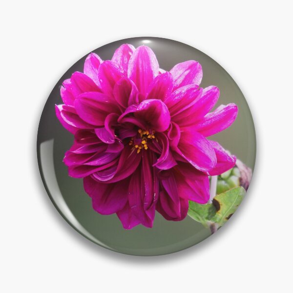 Item preview, The Purple Dahlia designed and sold by Jouko Lehto Photography.