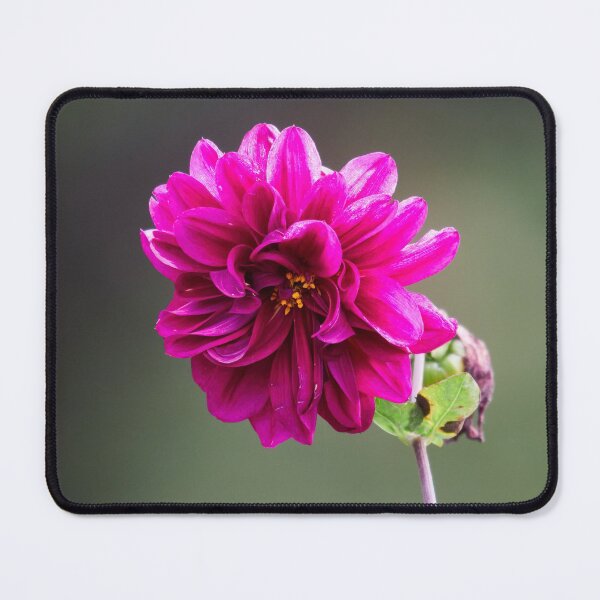 Item preview, The Purple Dahlia designed and sold by Jouko Lehto Photography.