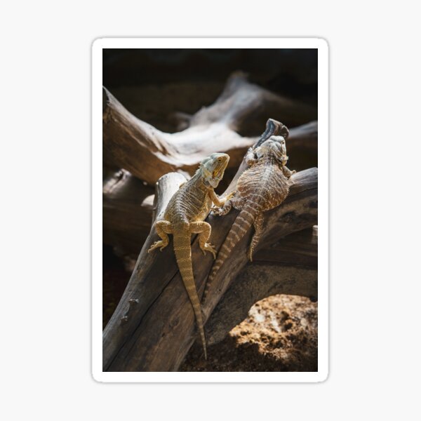 Item preview, Pogona vitticeps, the central or inland bearded dragon. designed and sold by ellinnur.
