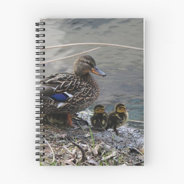 Item preview, Momma Mallard and Ducklings designed and sold by ADM  Photography.