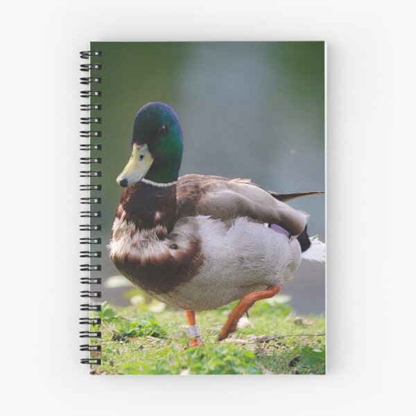 Item preview, Mallard Walking designed and sold by ADM  Photography.