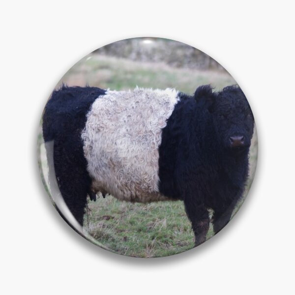 Item preview, Belted Galloway Cow and Calf designed and sold by derekbeattie.