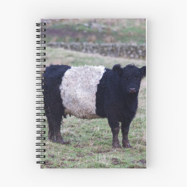 Item preview, Belted Galloway Cow and Calf designed and sold by derekbeattie.