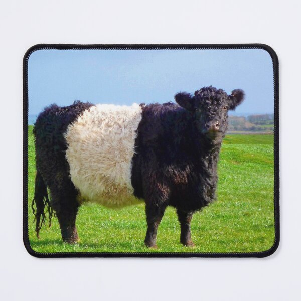 Item preview, Belted Galloway Bull designed and sold by derekbeattie.