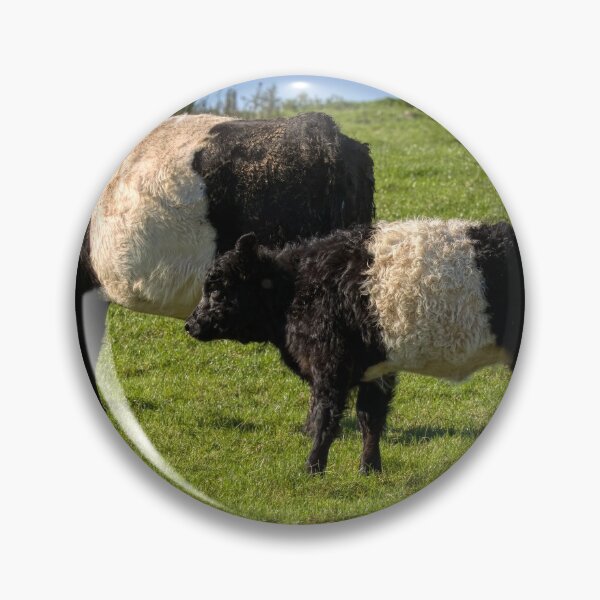 Item preview, Belted Galloway Cattle designed and sold by derekbeattie.