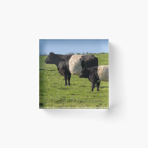 Item preview, Belted Galloway Cattle designed and sold by derekbeattie.