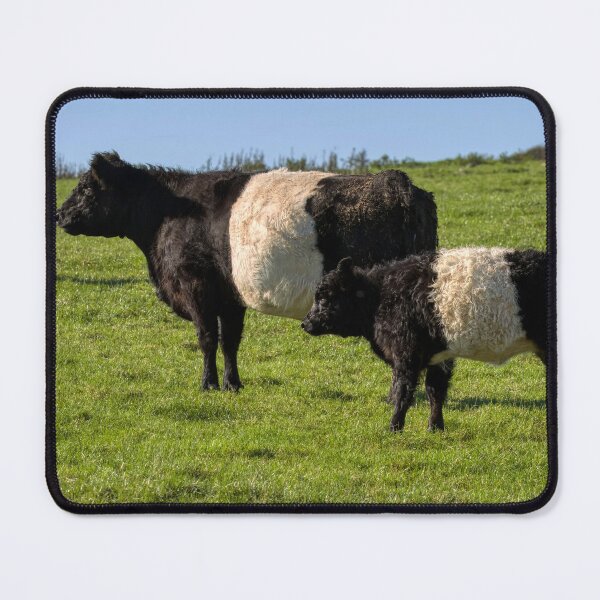 Item preview, Belted Galloway Cattle designed and sold by derekbeattie.
