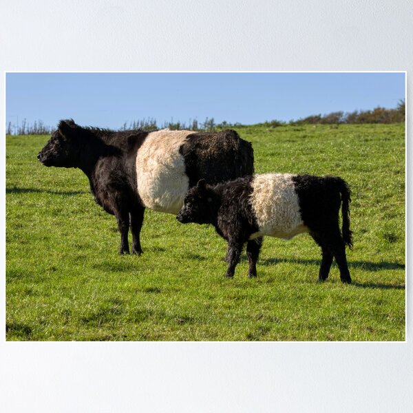 Item preview, Belted Galloway Cattle designed and sold by derekbeattie.