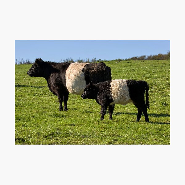 Item preview, Belted Galloway Cattle designed and sold by derekbeattie.