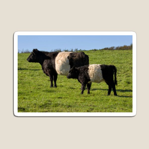 Item preview, Belted Galloway Cattle designed and sold by derekbeattie.