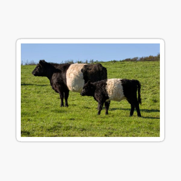 Item preview, Belted Galloway Cattle designed and sold by derekbeattie.