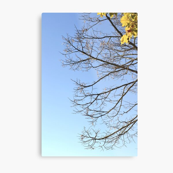 Autumn trees agains the sky Metal Print