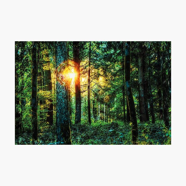 Sommerwald Fotodruck