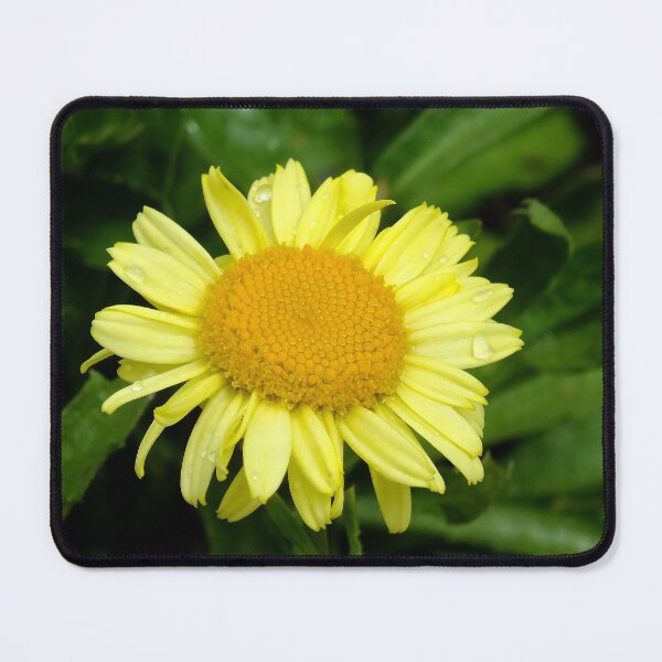 Item preview, Mellow Yellow designed and sold by Bill Morgenstern.