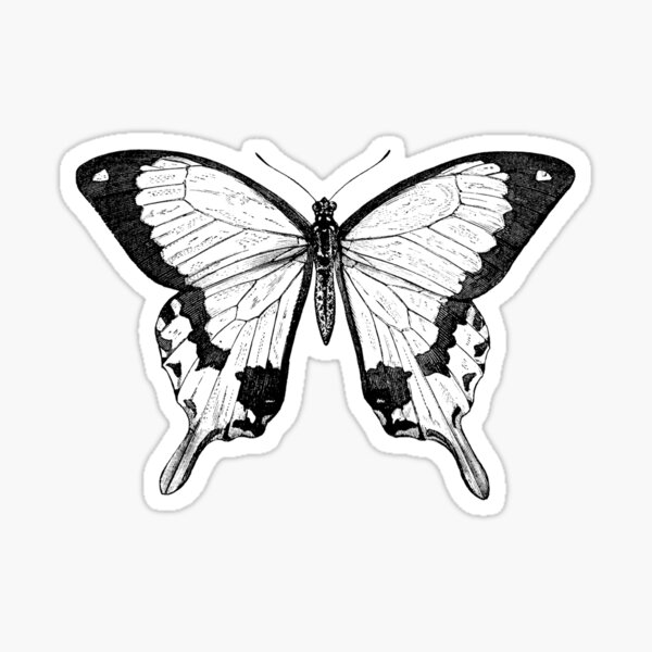 "Butterfly Sketch" Sticker by enami | Redbubble