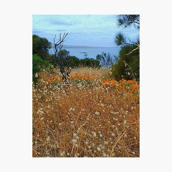 Item preview, Hare's-tail Fields | Granite Island | Victor Harbor | South Australia designed and sold by iwaya-bazaar.