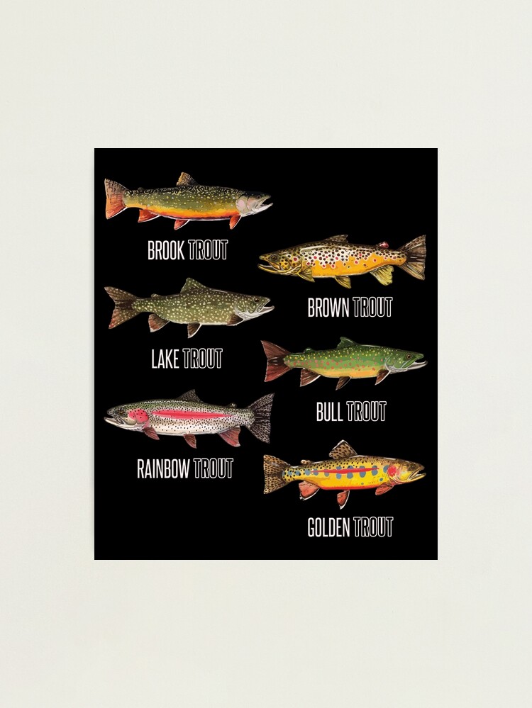 Trout of North America Poster  Trout fishing, Trout, Trout