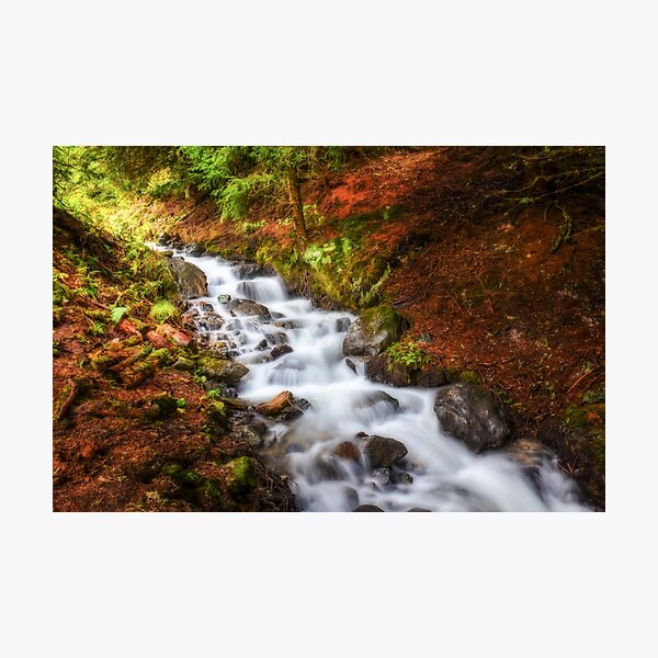 Kleiner Waldbach Fotodruck