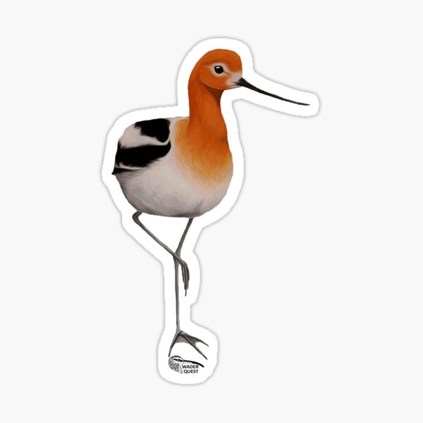 Item preview, American Avocet by Rick Simpson designed and sold by WaderQuest.
