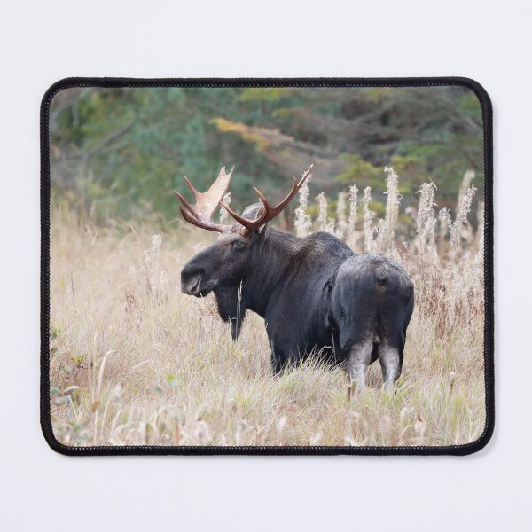 Item preview, Bull Moose designed and sold by mlorenz.