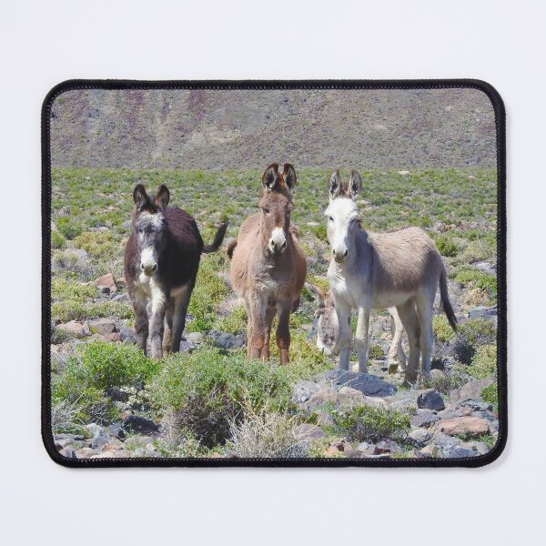 Item preview, Wild burros, donkeys, wildlife, Nevada, Treasures of Marietta designed and sold by Sandra O'Toole.
