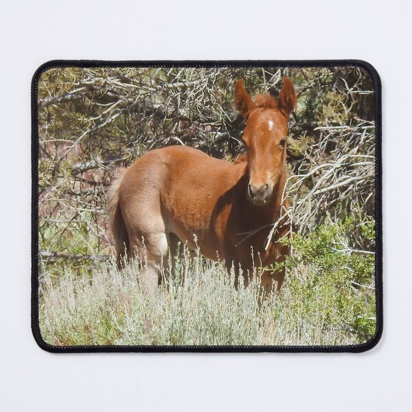 Item preview, Wild Horse, foal, wildlife, Precious Babe designed and sold by Sandra O'Toole.