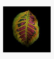 Funky Leaf Photographic Print