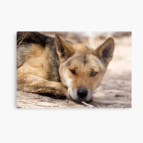 Dingo Wall Art Redbubble - doge texture watchful wolf roblox