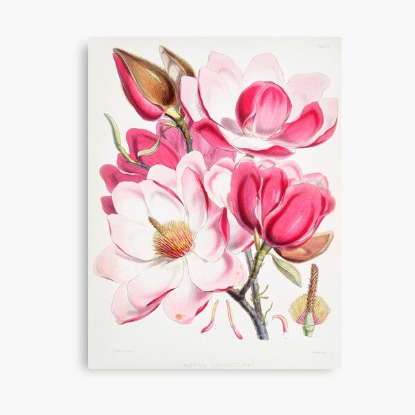 Sweat à Capuche Floral Avec Chat Et Magnolias - Coupe Classique, 241 G - Pour Les Amoureux Des Chats Et Des Fleurs