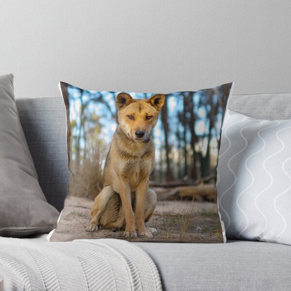 Item preview, Dingo Sitting designed and sold by dPphodography.