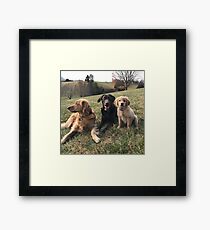 retrievers Framed Print