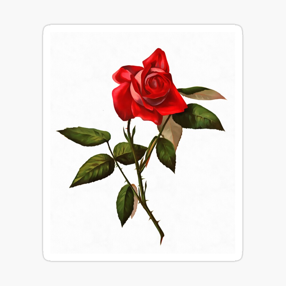 Artistic Single Stem Red Rose Isolated On White